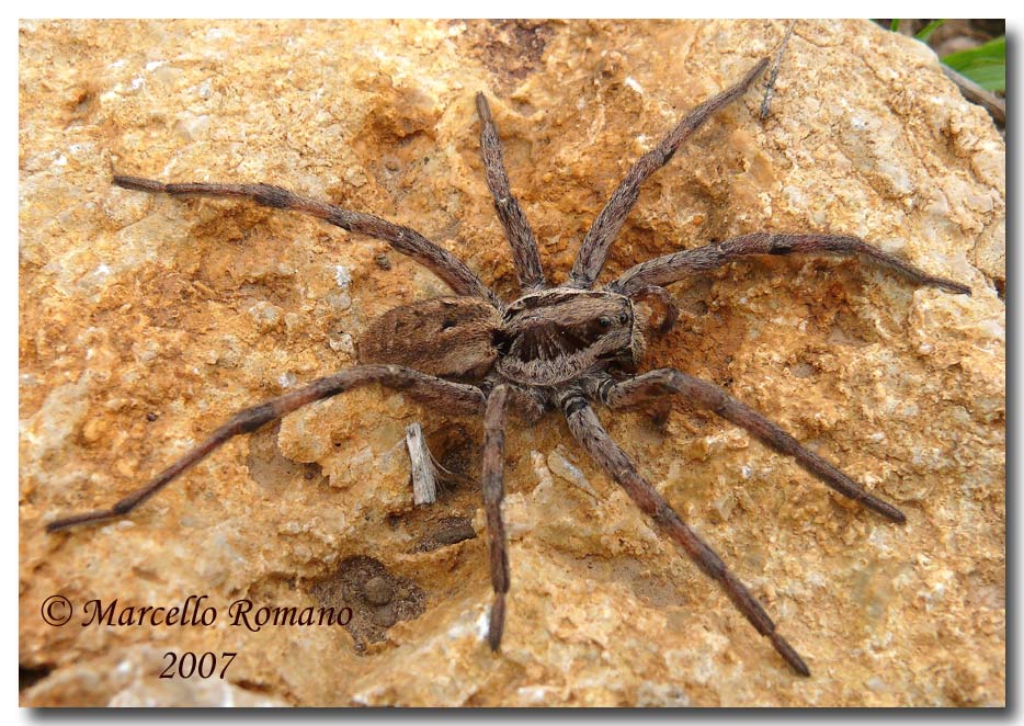 Hogna radiata dalle Madonie